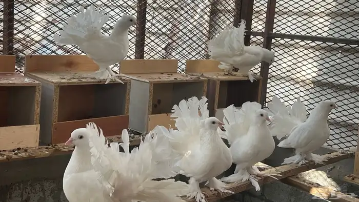 حمام شمسي 2