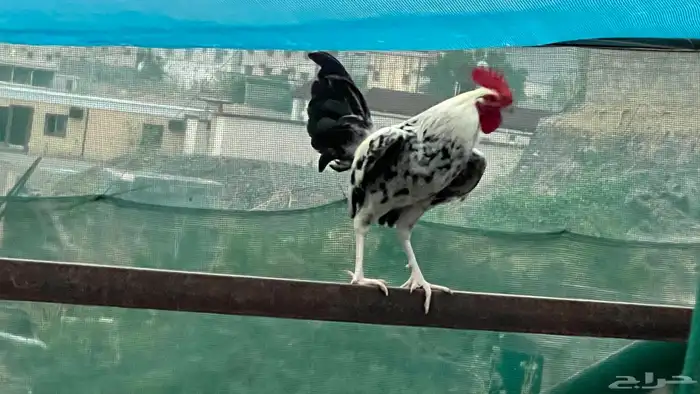 ديك ودجاج 3