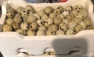 طيور سمان كريمي بياض 11