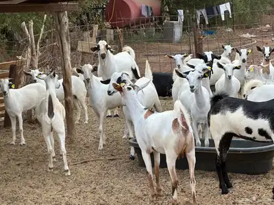ماعز بيشي جفار وفحل 13