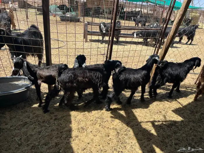 بهم معزاء طيب بالحيل (تم البيع ) 3