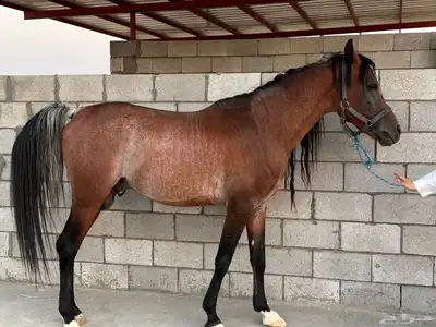 خيل 0