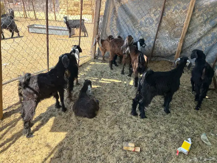 بهم معزاء طيب بالحيل (تم البيع ) 4