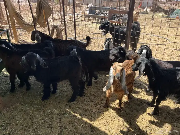 بهم معزاء طيب بالحيل (تم البيع ) 2