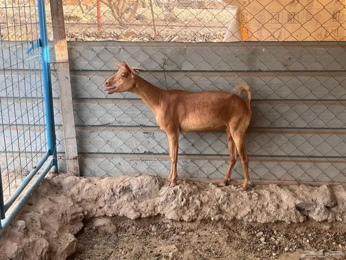 عنز جنوبيه 3