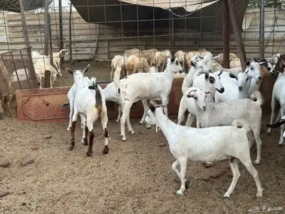 ماعز بيشي جفار وفحل 6