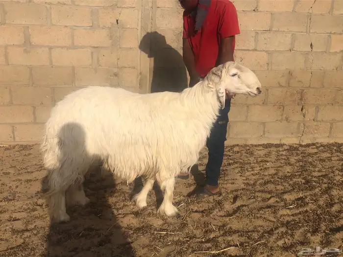 طلي عيسي فاخر جبر وعظم وشعره 4