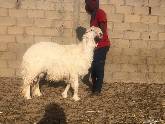 طلي عيسي فاخر جبر وعظم وشعره 1