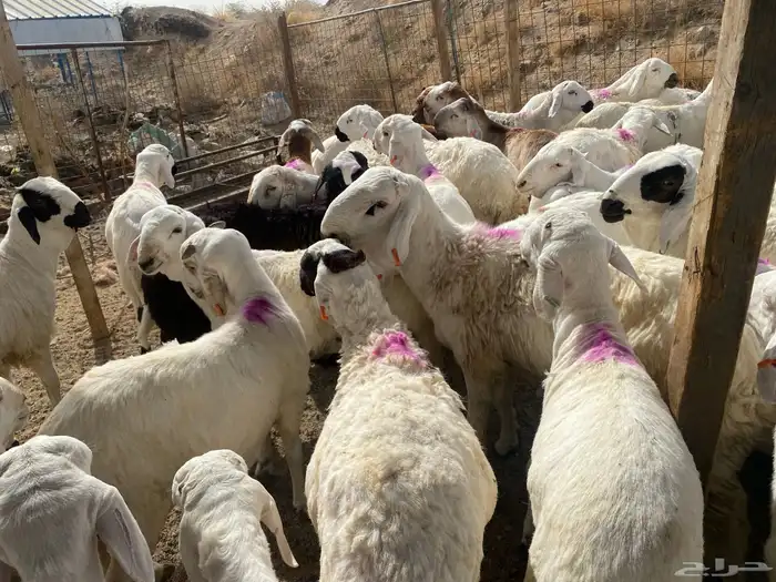 طليان سواكني فل الفل 5