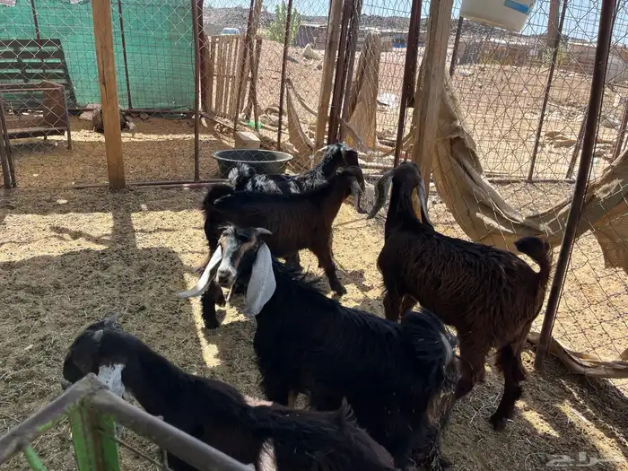 بهم معزاء طيب بالحيل (تم البيع ) 1