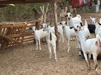 ماعز بيشي جفار وفحل 16