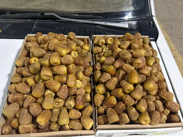 نشري لك من سوق تمور بريده 0