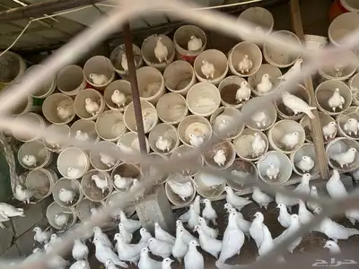 حمام فرنسي 1