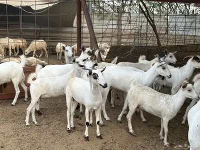 ماعز بيشي جفار وفحل 5