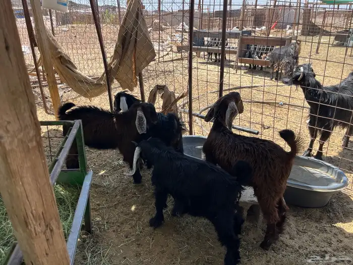 بهم معزاء طيب بالحيل (تم البيع ) 0