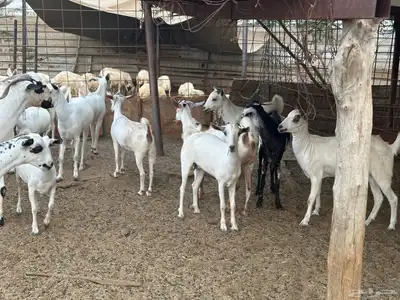 ماعز بيشي جفار وفحل 3
