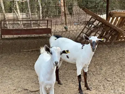 ماعز بيشي جفار وفحل 15