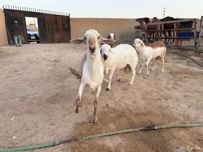 ذبائح جزله للزواجات والمناسبات جمله على 1350 1