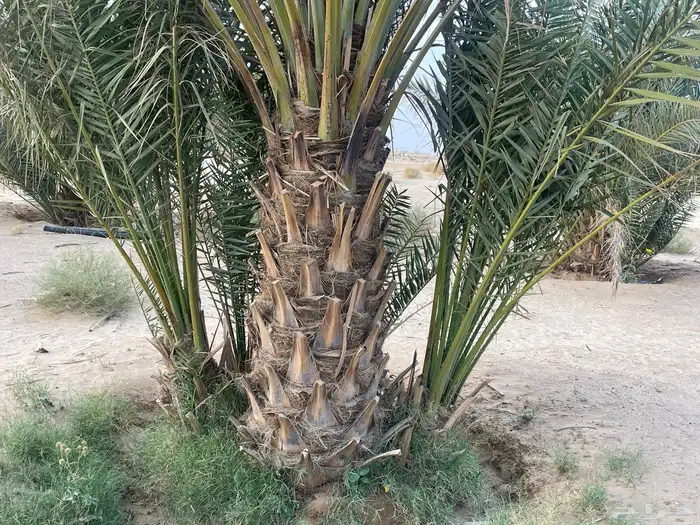 نخل - جثيث 4