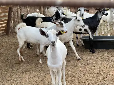 ماعز بيشي جفار وفحل 12