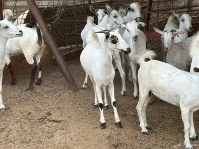 ماعز بيشي جفار وفحل 10