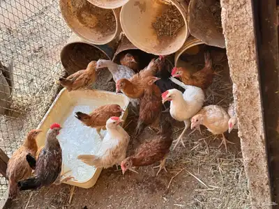 دجاج العمر شهرين الموقع الجله الزوج 20 لا يتواصل إلا الصامل 1