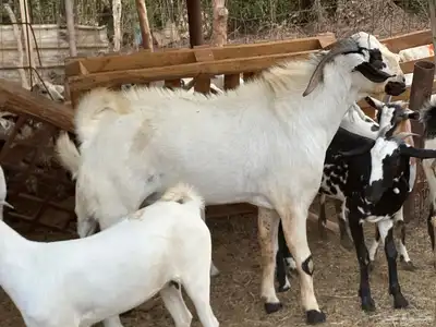 ماعز بيشي جفار وفحل 8