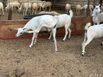 ماعز بيشي جفار وفحل 7