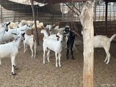 ماعز بيشي جفار وفحل 2
