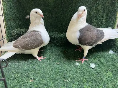 حمام زاجل مكتف. و الافندر 4