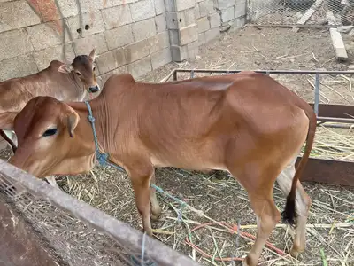بقره لبيع 3