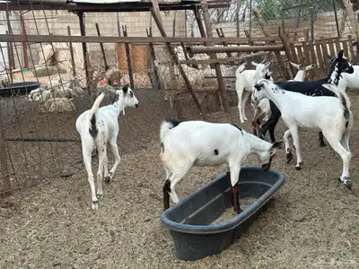 ماعز بيشي جفار وفحل 0
