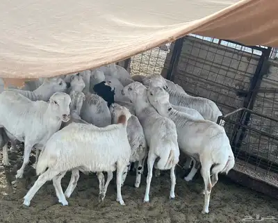 اغنام للبيع 1