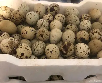 طيور سمان كريمي بياض 8