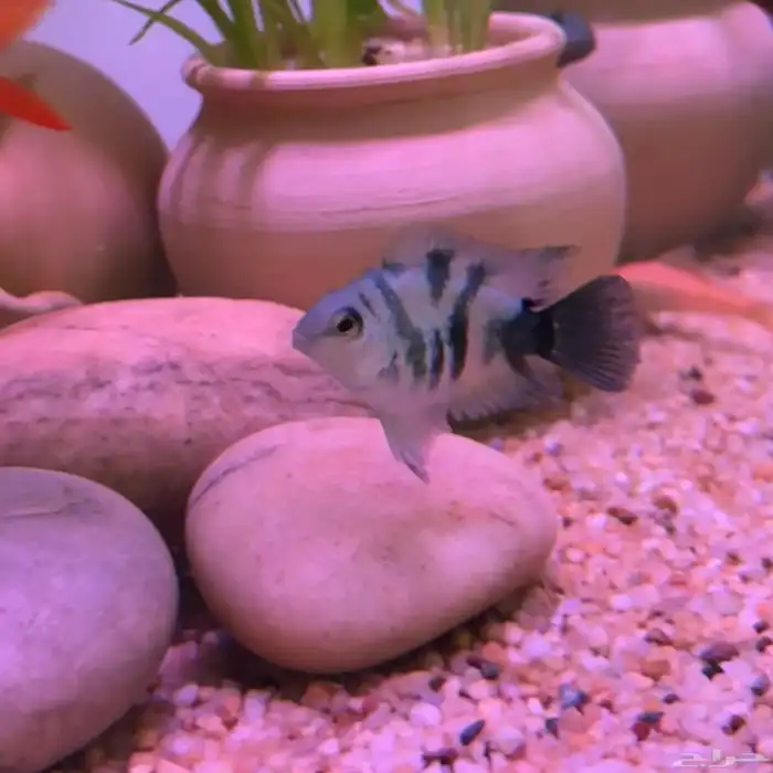 convict cichlid - كونفيكت سكليد 1