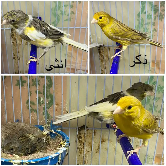 كناري 0