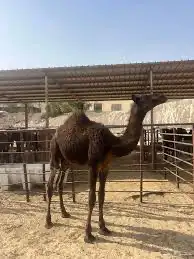 قعدان 0