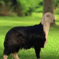 ذبائح 1