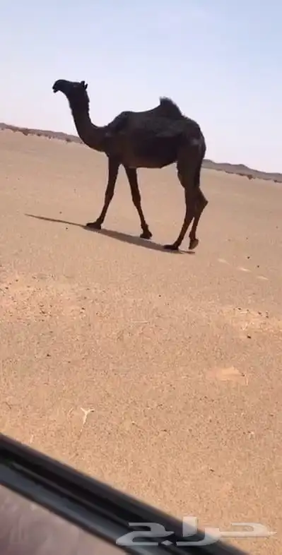 ابكار كفو العدد 3 index