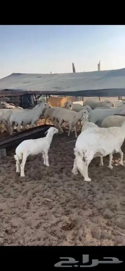 للبيع غنم مراح العدد28 فيها 9 خلفات الاعمار من ثنيه الا تام 3