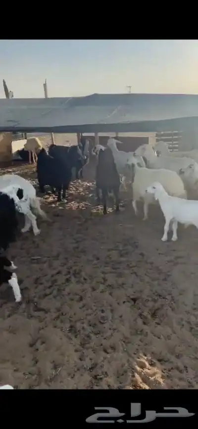 للبيع غنم مراح العدد28 فيها 9 خلفات الاعمار من ثنيه الا تام 9