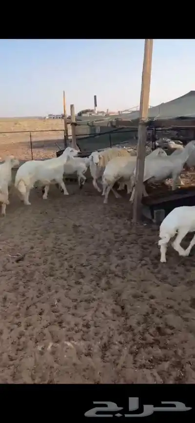 للبيع غنم مراح العدد28 فيها 9 خلفات الاعمار من ثنيه الا تام 6