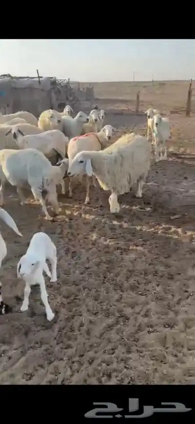 للبيع غنم مراح العدد28 فيها 9 خلفات الاعمار من ثنيه الا تام 1