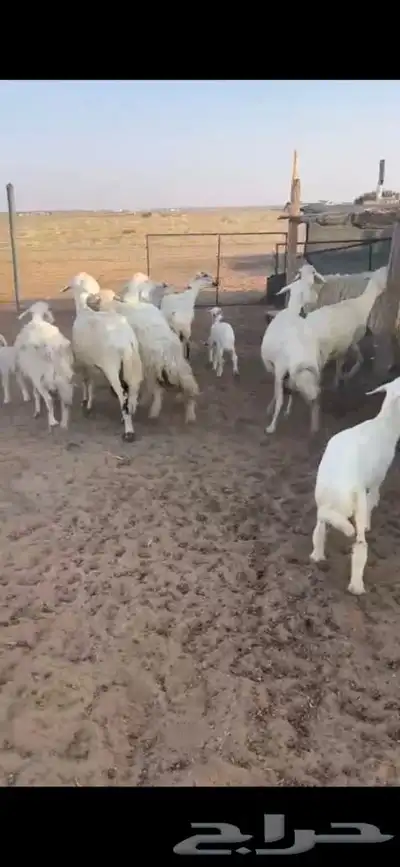 للبيع غنم مراح العدد28 فيها 9 خلفات الاعمار من ثنيه الا تام 5