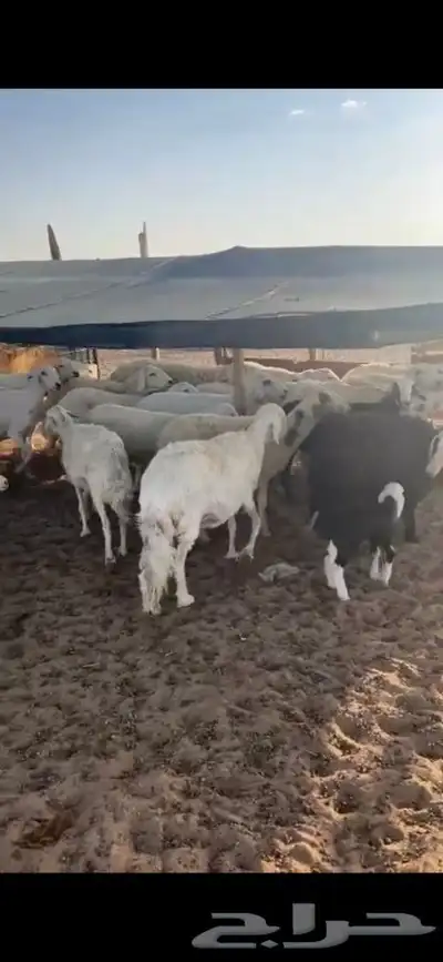 للبيع غنم مراح العدد28 فيها 9 خلفات الاعمار من ثنيه الا تام 2