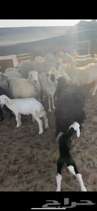 للبيع غنم مراح العدد28 فيها 9 خلفات الاعمار من ثنيه الا تام 7