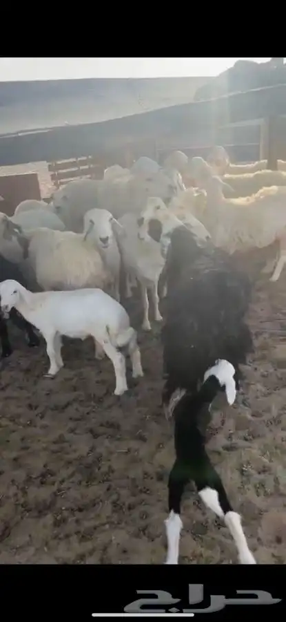للبيع غنم مراح العدد28 فيها 9 خلفات الاعمار من ثنيه الا تام 7