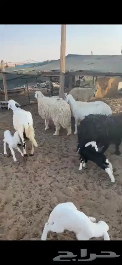 للبيع غنم مراح العدد28 فيها 9 خلفات الاعمار من ثنيه الا تام 0