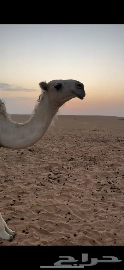 بكره حقه 0