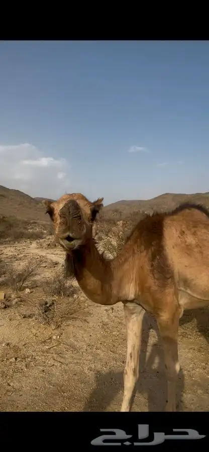 بكره للبيع 0